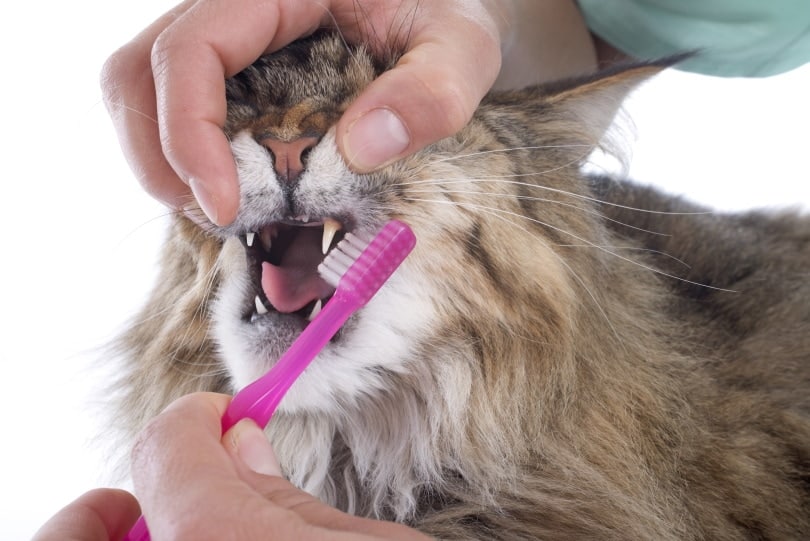 cat brushing teeth