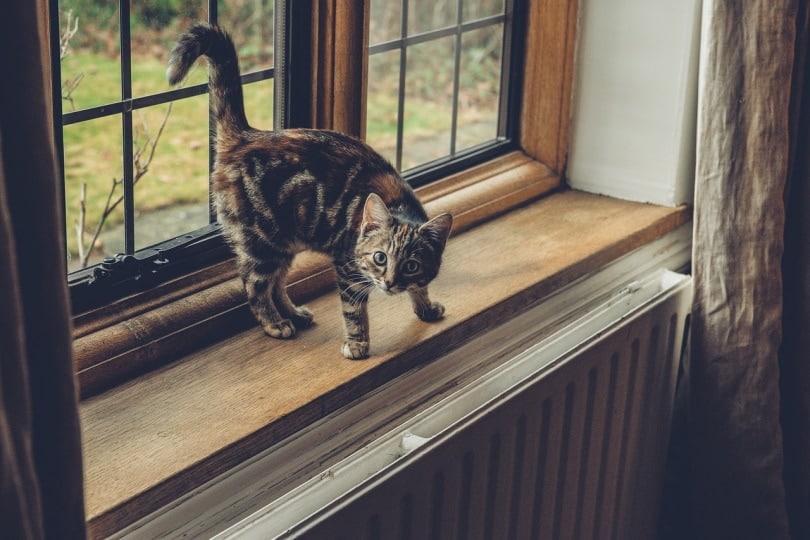 cat by the window