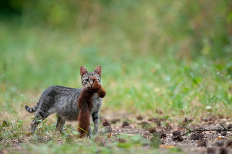 cat captured a red squirrel