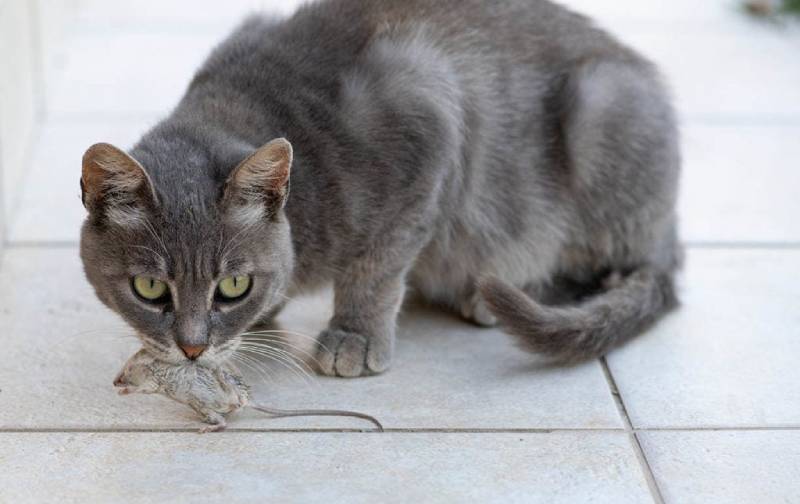 A cat carrying a dead mouse in its mouth