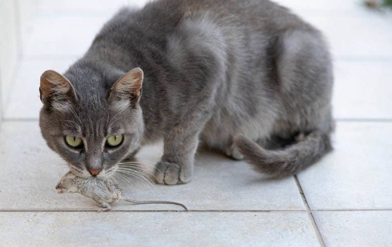 How Many Stray & Feral Cats Are There in the US? 2024 Facts Catster