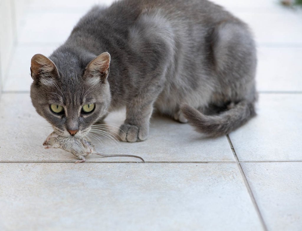 cat carrying a dead mouse