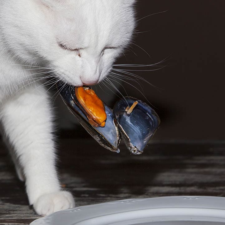 cat carrying a mussel on its mouth