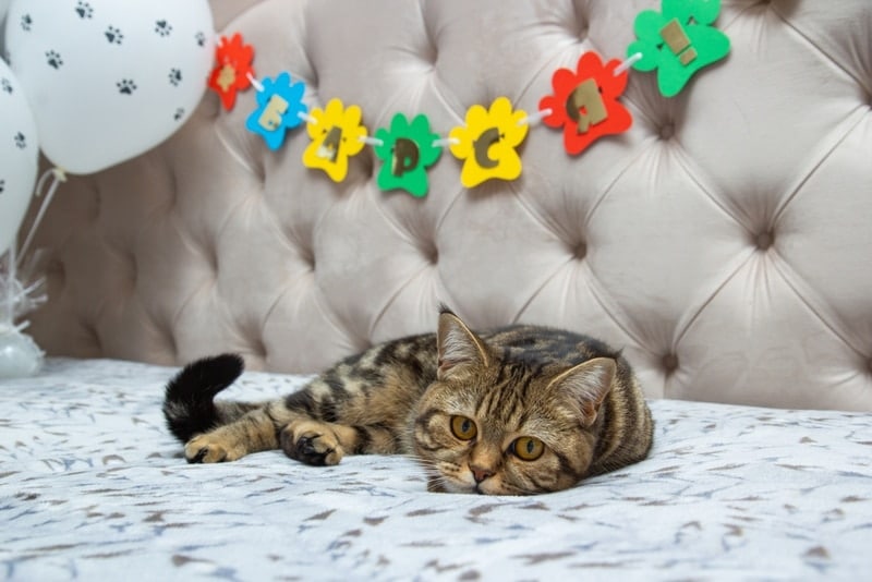 cat celebrating birthday