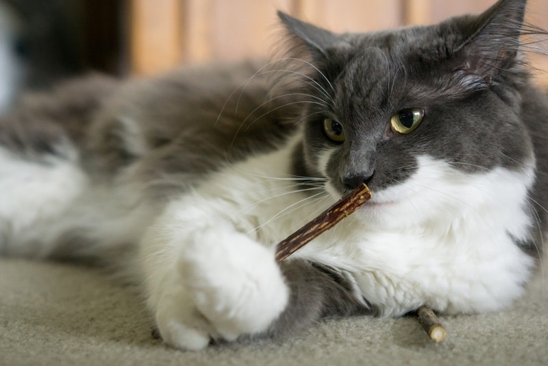 cat chewing matatabi stick