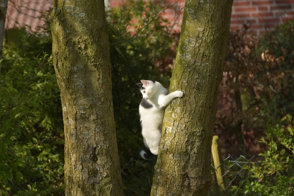 cat climbing down the tree