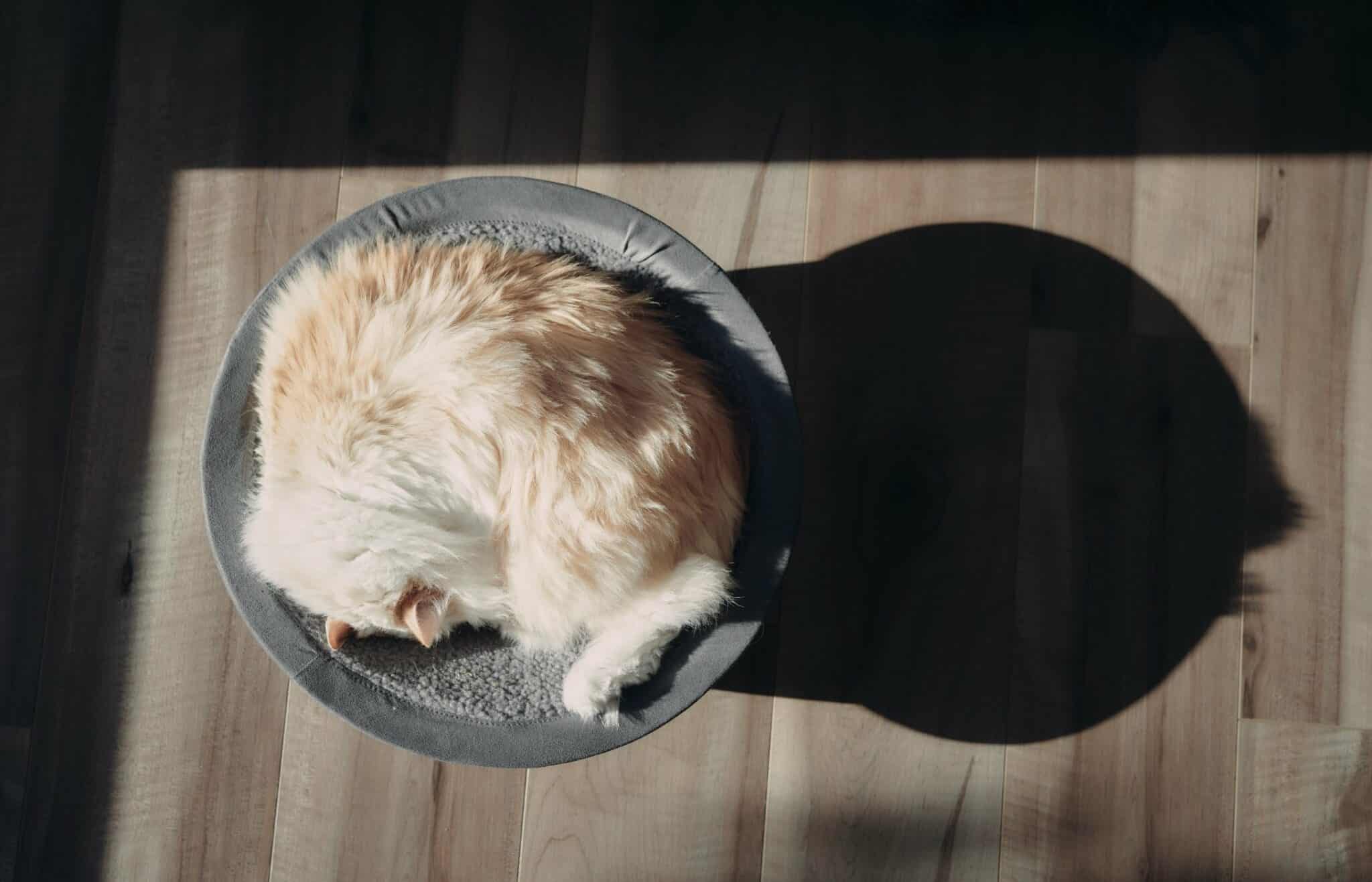 cat curled up in hepper nest bed