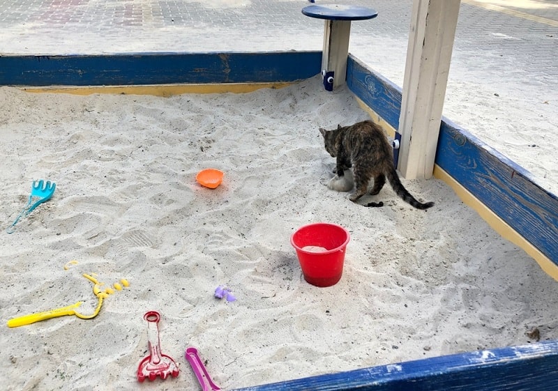cat defecating in the sandbox_Shutterstock_HalynaRom
