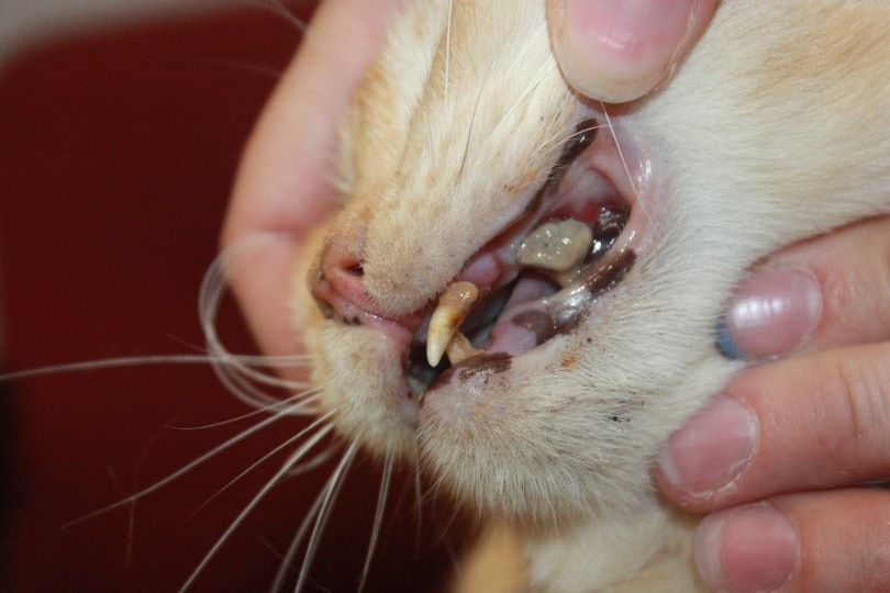 cat dental disease