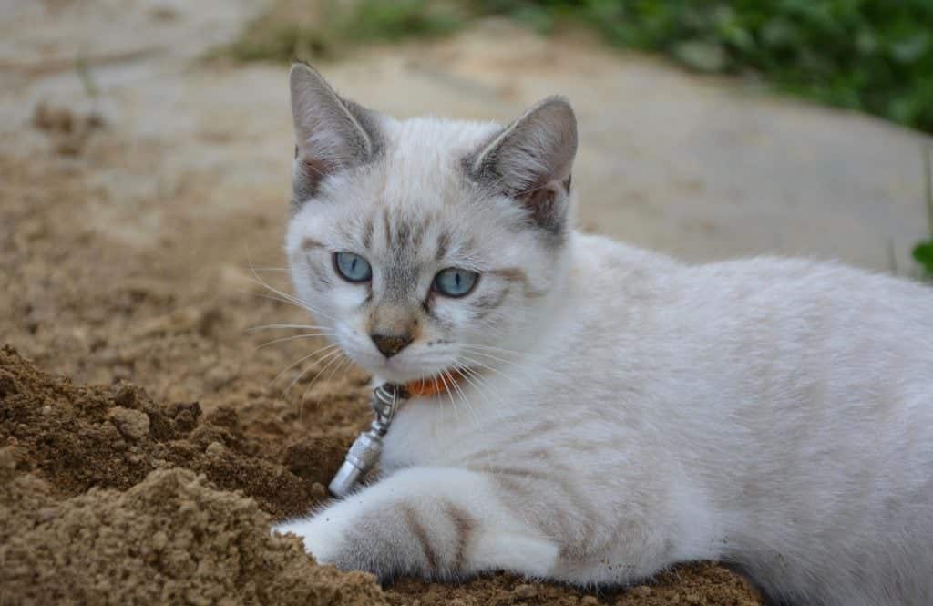 cat digging