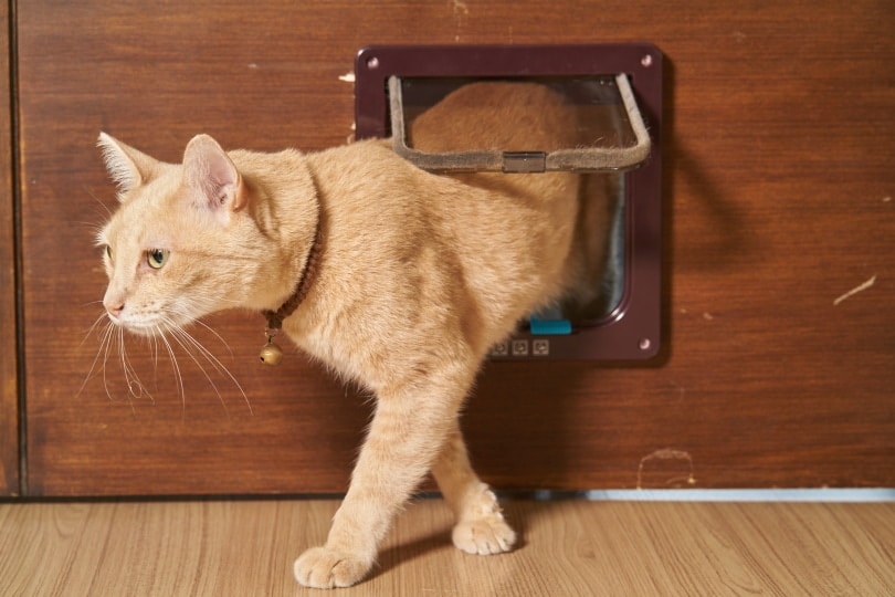 cat door_Chamrasamee_Shutterstock