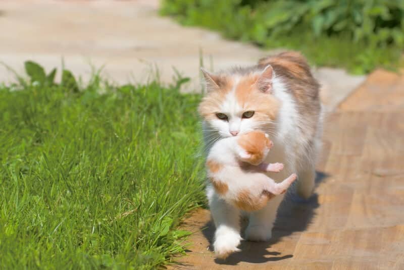 cat drags a kitten in a secluded place