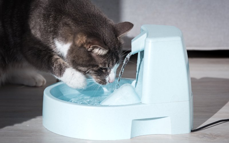 cat-drinking-from-water-bowl-with-fountain
