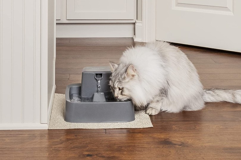 cat drinking water from fountain