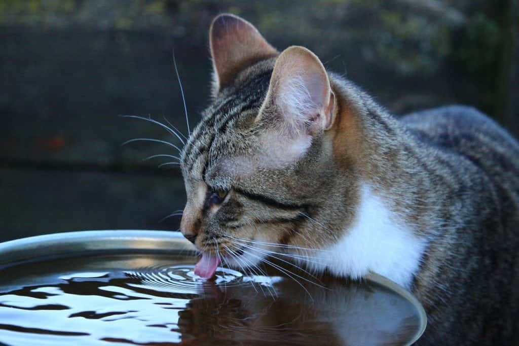 cat drinking water_Pixabay