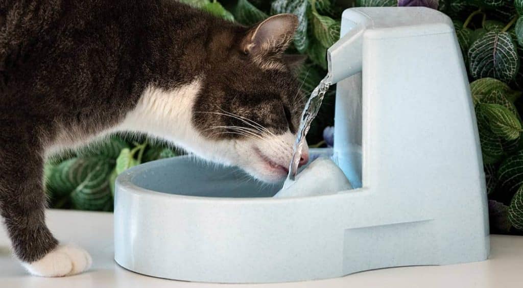 cat drinking water from fountain
