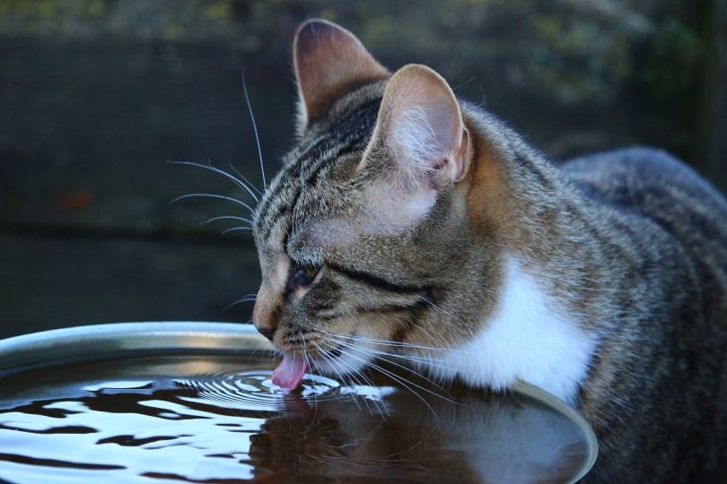 cat drinking_rihaij _Pixabay