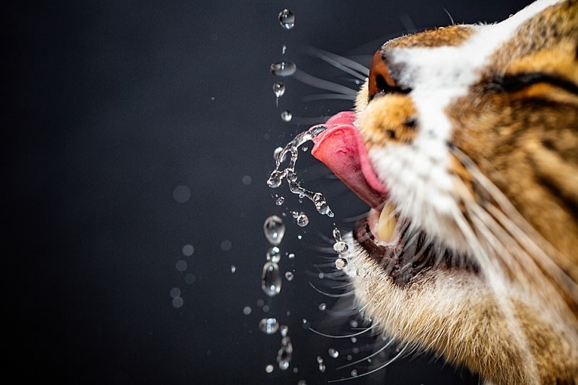 cat drinks water