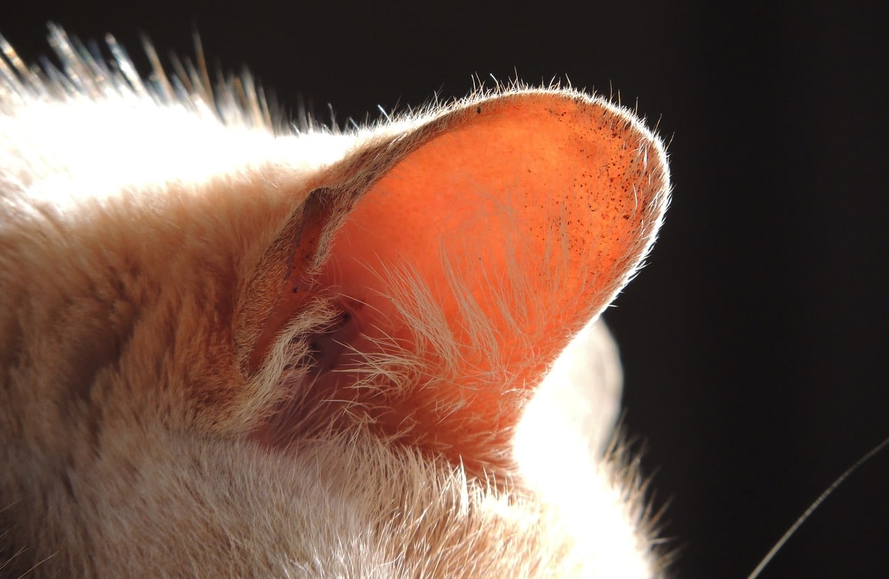cat ear close up