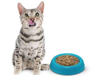 Best wet cat deals food for dry skin