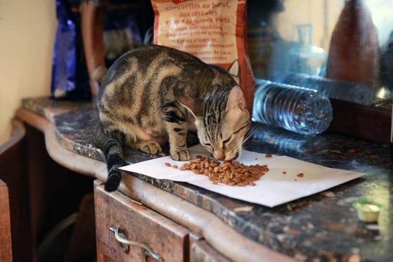 cat eating at the counter