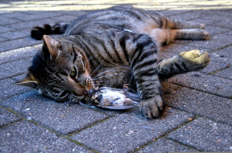 cat eating bird