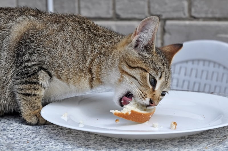 cat eating bread