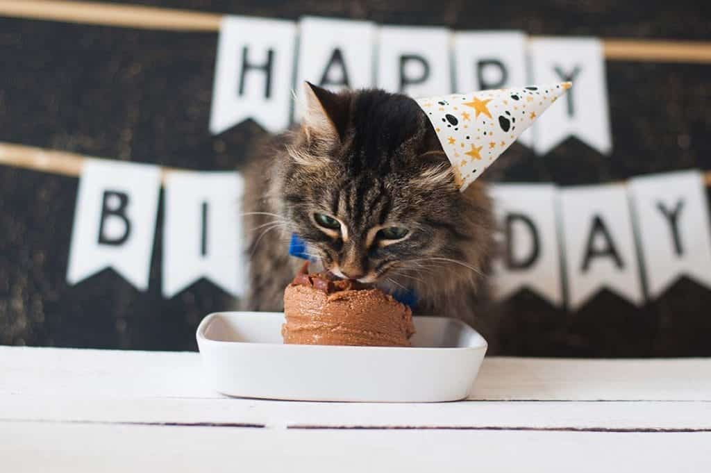 cat eating cake