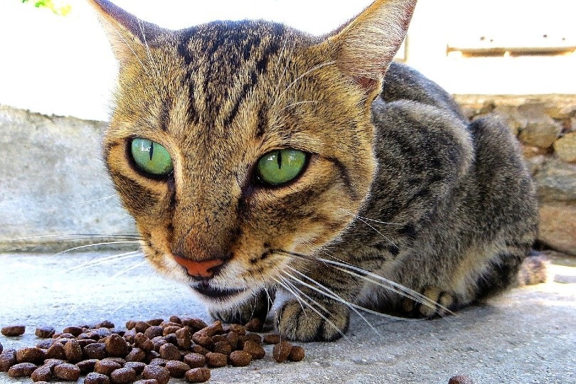 cat eating cat food