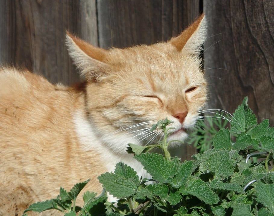 cat eating catnip