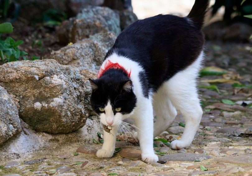 cat eating cricket