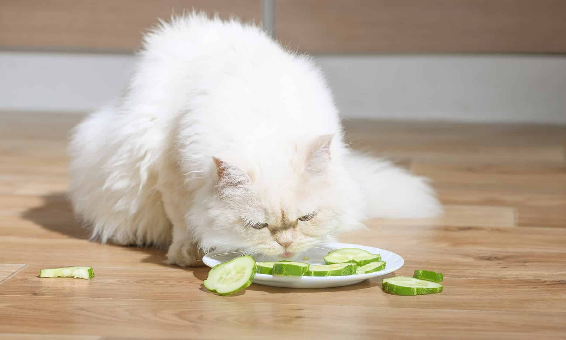 cat eating cucumber