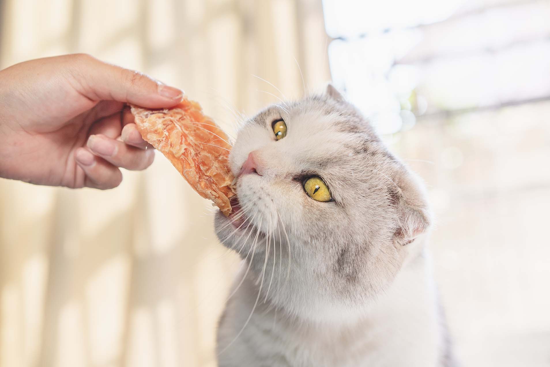 cat eating dried squid