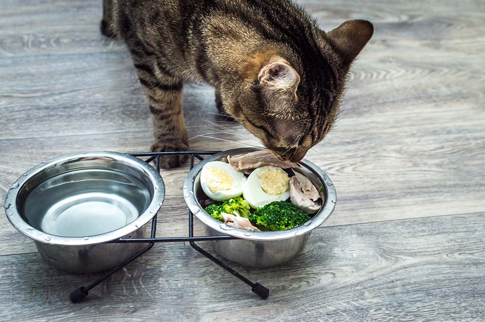 cat eating eggs and veggies