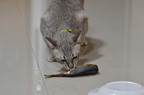 cat-eating-fish