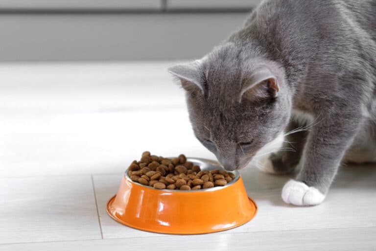 10 Best Cat Foods for Dandruff in 2024 Reviews & Top Picks Catster