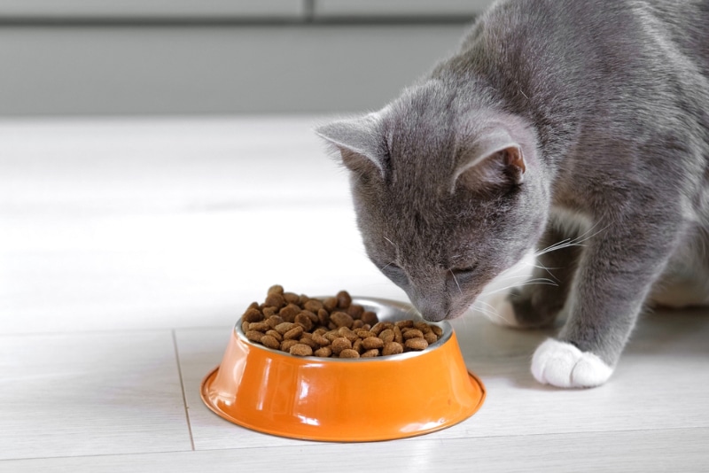 cat eating food from bowl