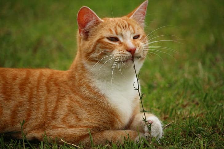 cat eating grass