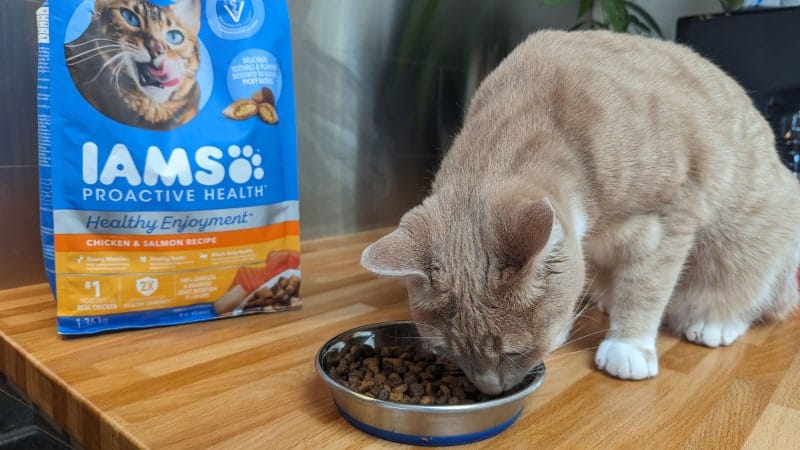 cat eating iams healthy enjoyment dry food