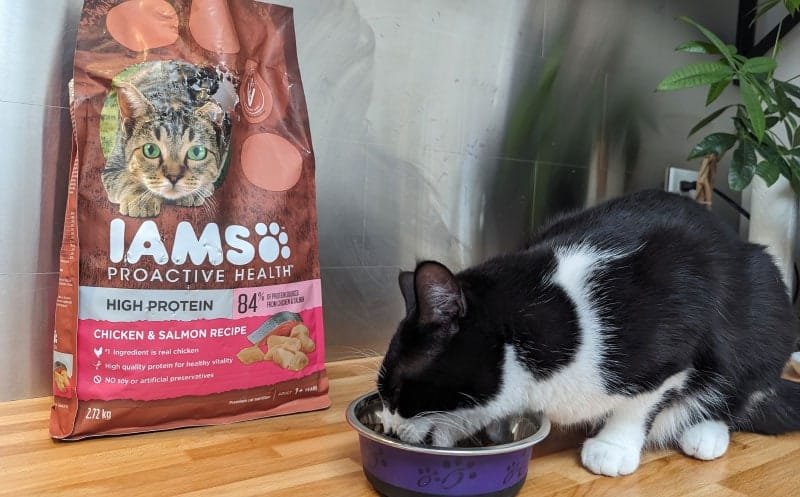 cat eating iams high protein dry food