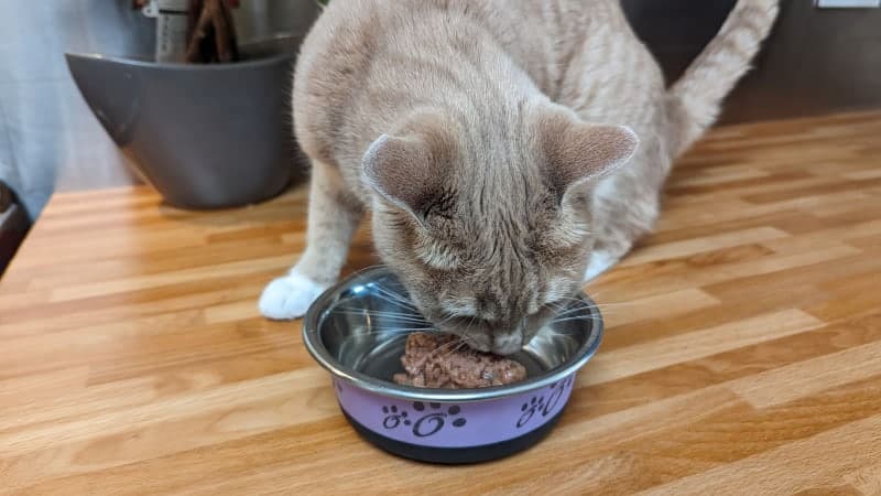 cat eating iams wet food