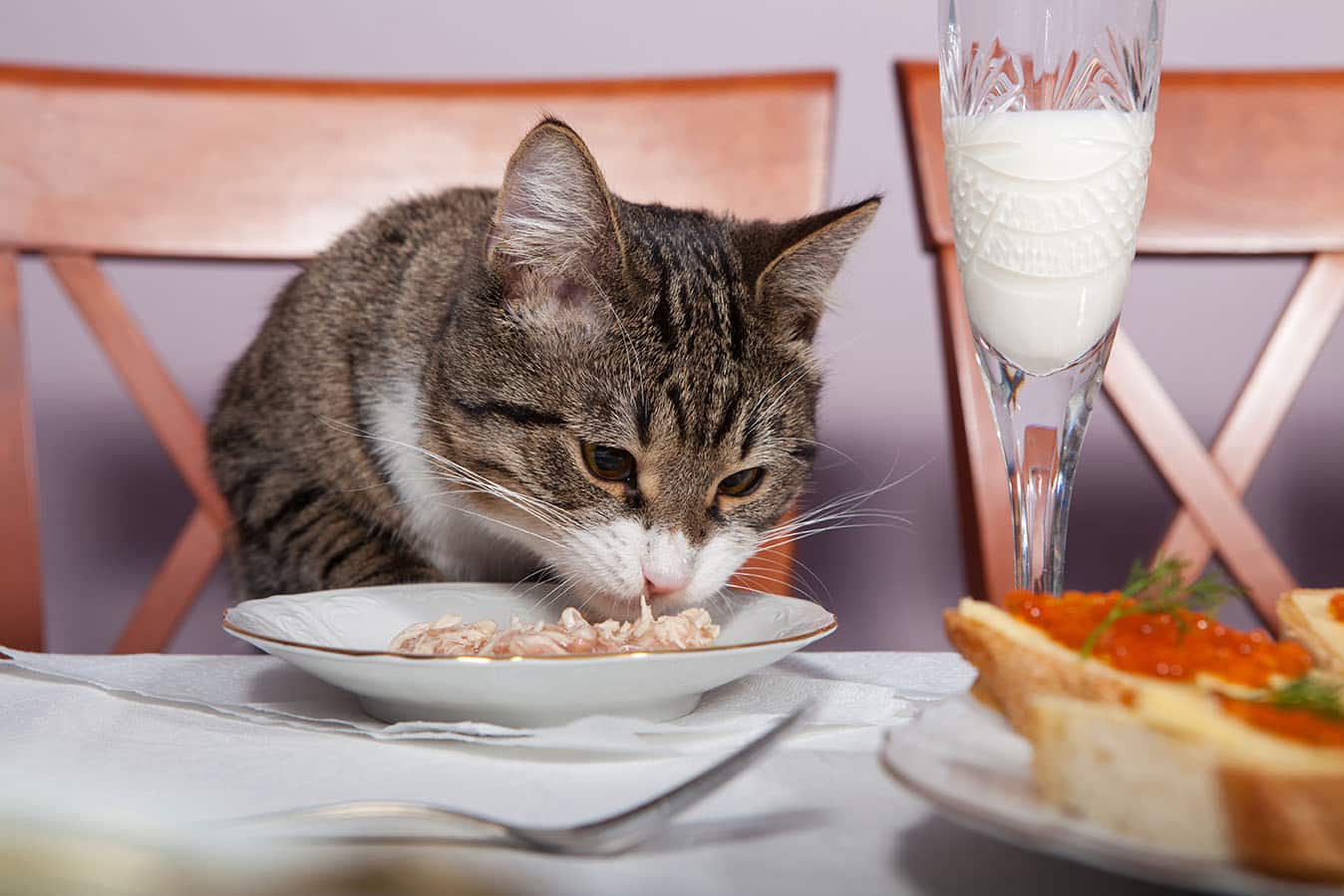 cat eating in the table