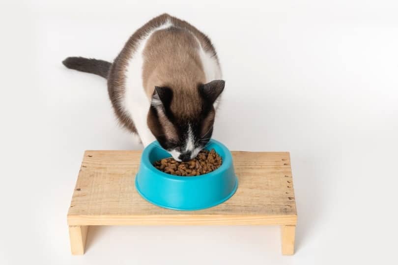 cat eating on elevated feeding station