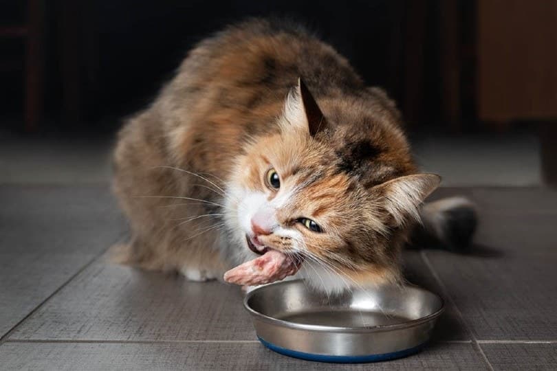 A cat eating raw chicken from a metal bowl