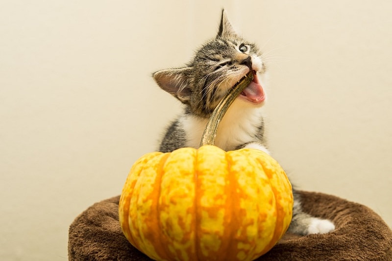 cat eating squash