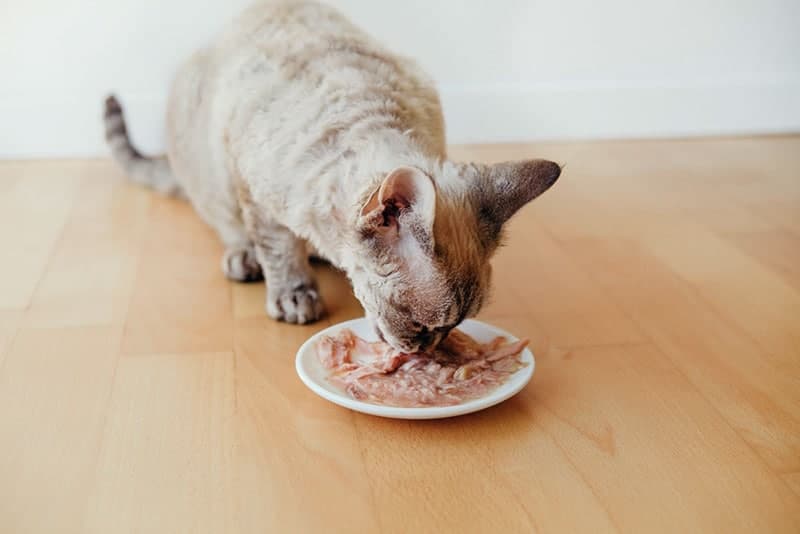 cat eating wet tuna food from the white plate at home