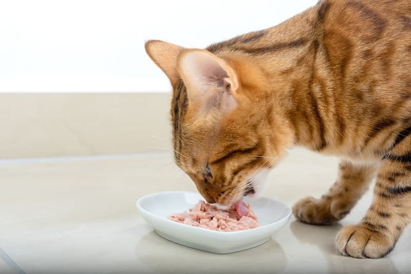 cat eating wet tuna food