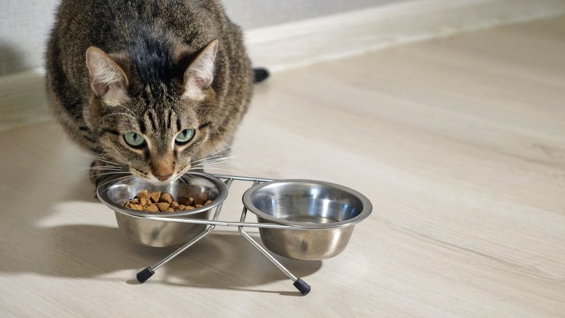 cat eating_Lenar Nigmatullin_Shutterstock