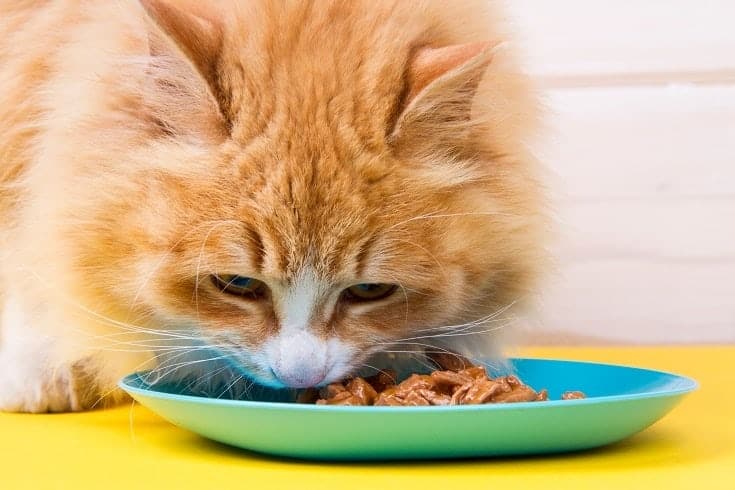 cat eating_shutterstock_Elizabett