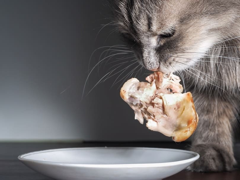 cat eats a piece of chicken_Irina Kozorog_shutterstock